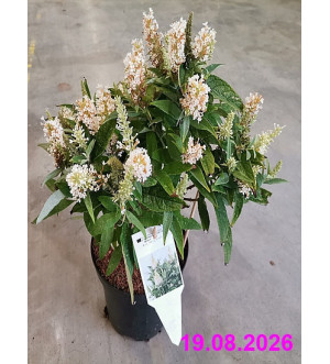 Buddleja dav. 'Butt.Candy Little White'® C 2,5 L